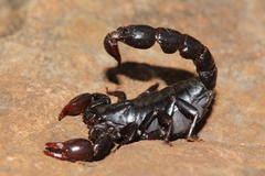 Bothriurus bonariensis