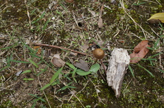 Inocybe lacera