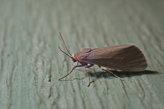 Virbia laeta