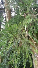 Cryptomeria