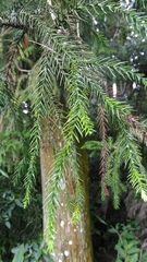 Cryptomeria