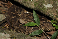 Bothrops pubescens