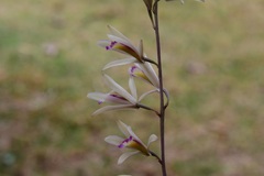 Bletia parkinsonii