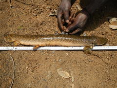 Ornate Bichir photo 3