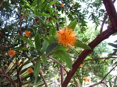 Stifftia chrysantha