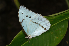 Morpho epistrophus titei