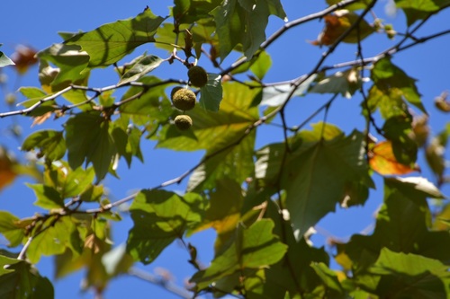 Platanus mexicana (Platanus mexicana)