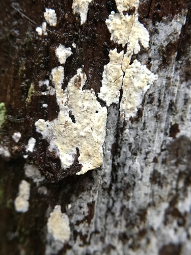 Radulomyces notabilis image