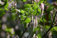 Acer negundo mexicanum