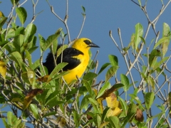 Oriole Blackbird photo 5