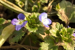 Veronica persica