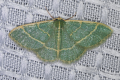 Chlorochlamys appellaria