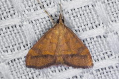 Pyrausta perrubralis