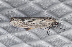 Ethmia semitenebrella
