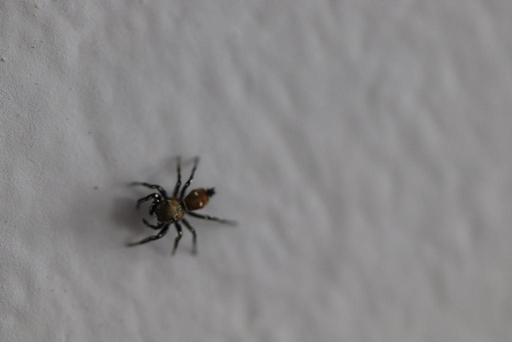 Sun jumping spider