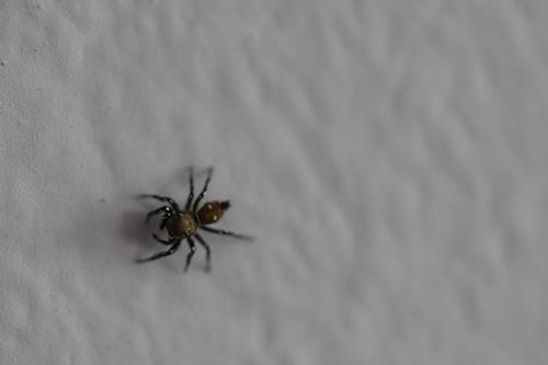Sun jumping spider