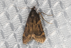 Aglossa cacamica