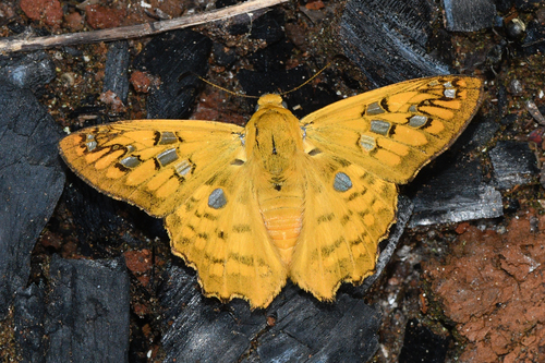 Myscelus amystis