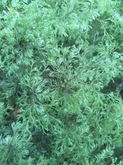 Hymenophyllum multifidum