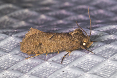 Acrolophus kearfotti