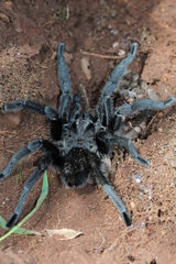 Grammostola quirogai