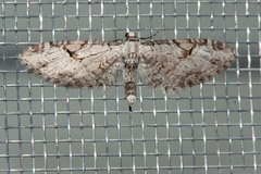 Eupithecia nevadata