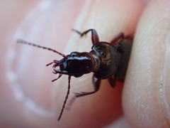 Piesmus submarginatus