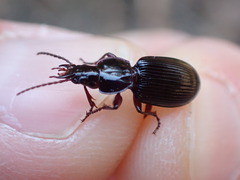 Piesmus submarginatus