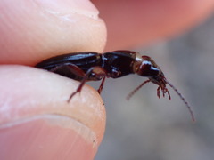 Piesmus submarginatus