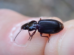 Piesmus submarginatus