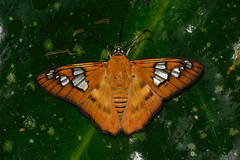 Myscelus epimachia