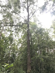 Allocasuarina torulosa