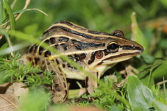 Leptodactylus gracilis