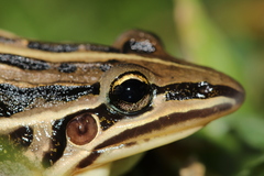 Leptodactylus gracilis
