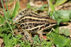 Leptodactylus gracilis