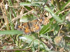 Phyciodes phaon phaon