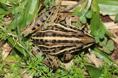 Leptodactylus gracilis