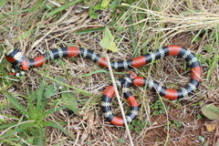Micrurus altirostris