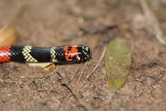 Micrurus altirostris
