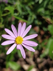 Brachyscome graminea