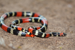 Micrurus altirostris