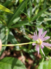 Brachyscome graminea