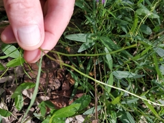 Brachyscome graminea