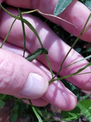 Brachyscome graminea