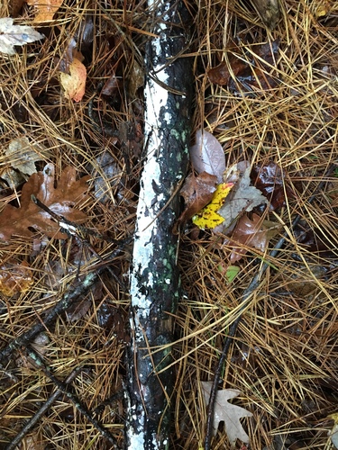 Radulomyces notabilis image