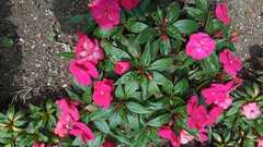 Impatiens
