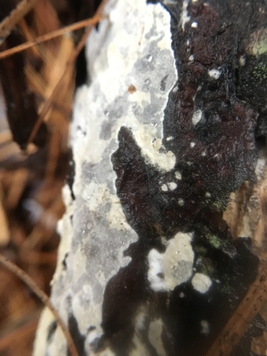Radulomyces notabilis image