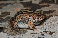 Physalaemus biligonigerus