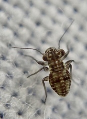 Mesopsocus