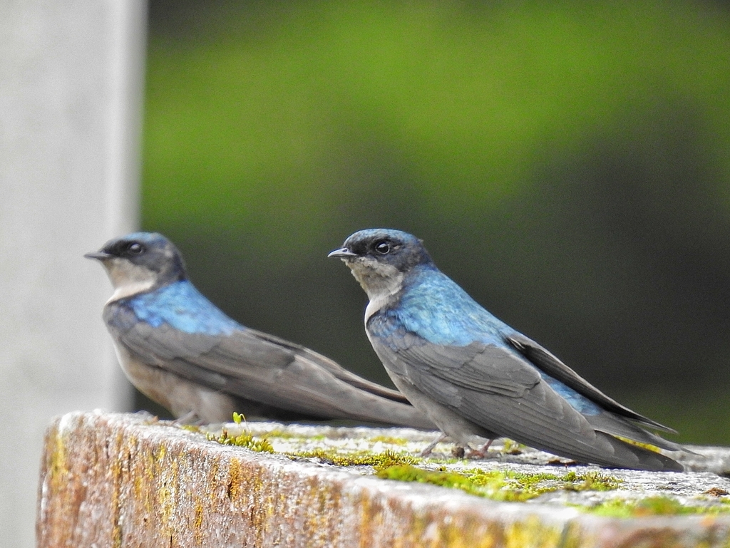 Andean Swallows
